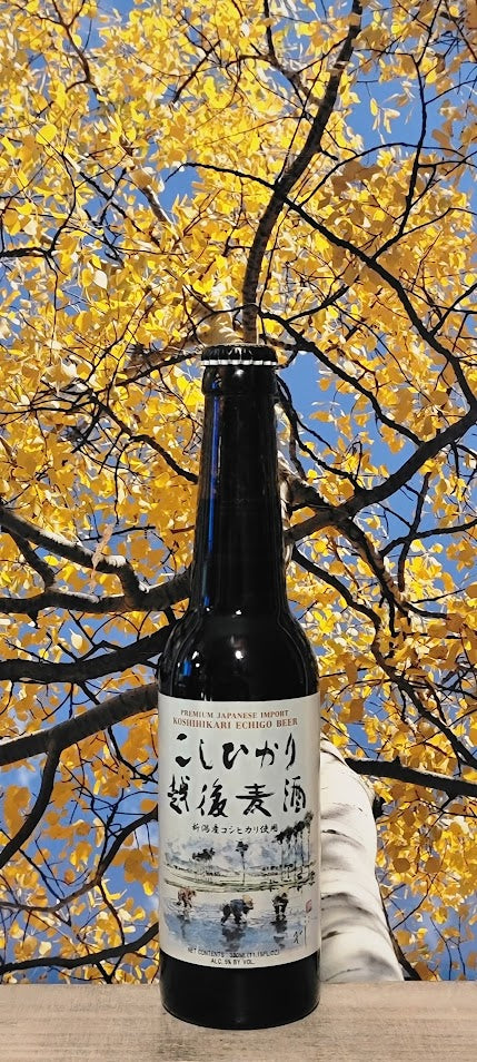 Koshihikari echigo rice lager