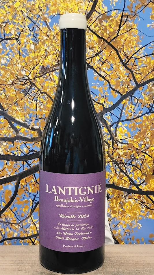 Yann bertrand lantignie beaujolais-village recolte