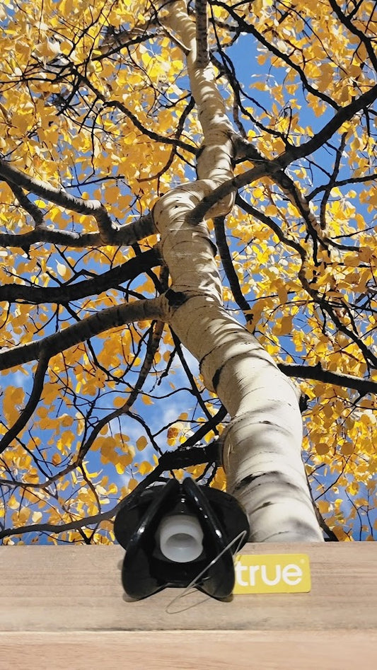 True champagne stopper